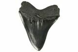 Fossil Megalodon Tooth - South Carolina #128304-2